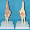 Высококачественная комбинированная функциональная скелетная пластиковая модель кости (R020907)